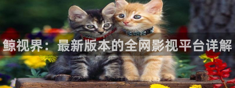 奇優影院手機極速：鯨視界：最新版本的全網影視平臺詳解
